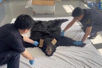谎报为人造毛皮，上海浦东机场海关查获一张濒危北美黑熊皮地毯