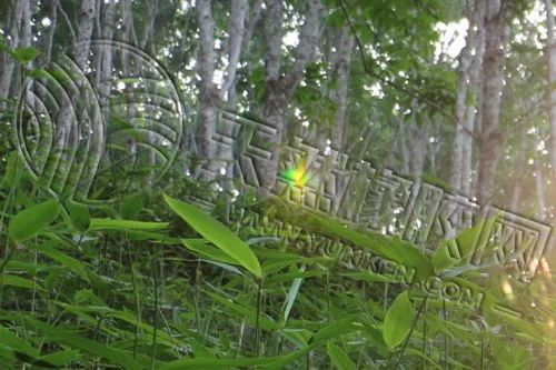 橡胶期货上下求索两难间 季节性弱势再笼罩  第4张