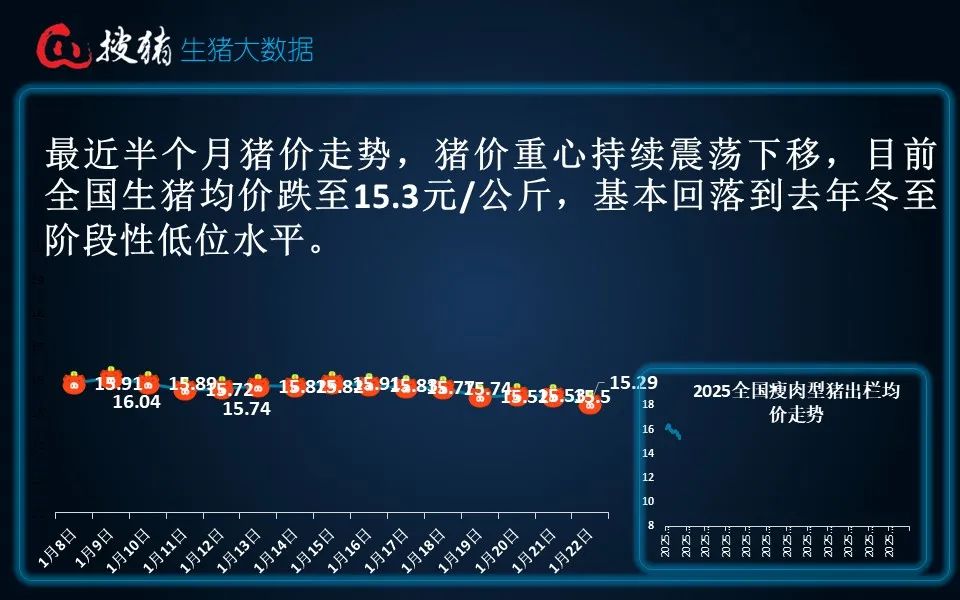 生猪现货日报|全国均价15.29元/公斤 仔猪价格持续逆势上涨 全国仔猪均价连涨三周  第7张