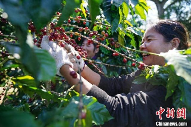 国际咖啡期货价格暴涨 云南咖啡迎机遇  第2张